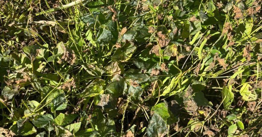 Geada atinge lavouras em Cascavel e Oeste, causando danos significativos